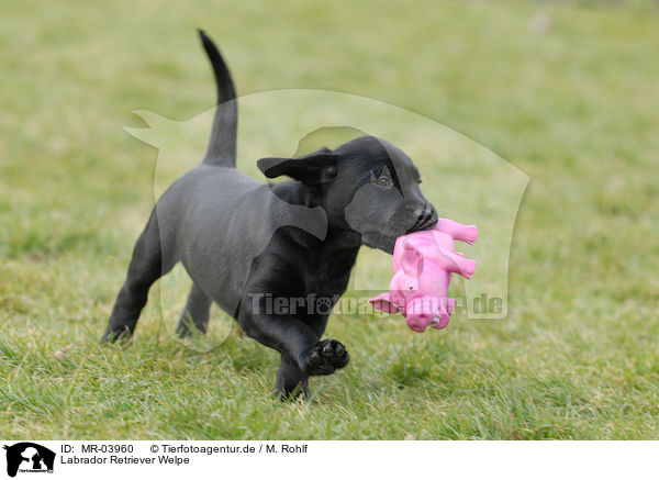 Labrador Retriever Welpe / Labrador Retriever Puppy / MR-03960