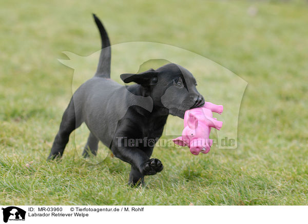 Labrador Retriever Welpe / MR-03960