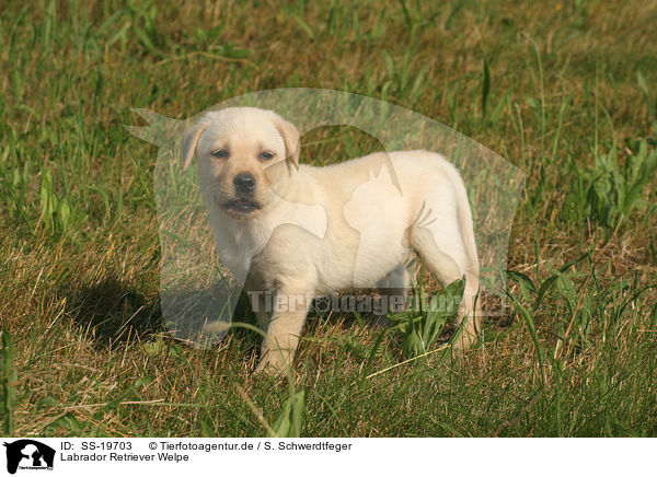 Labrador Retriever Welpe / Labrador Retriever Puppy / SS-19703