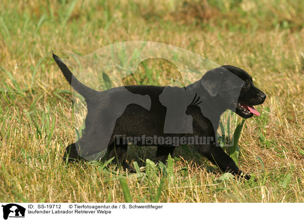 Labrador Retriever Welpe / Labrador Retriever Puppy / SS-19712