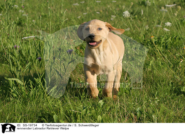 Labrador Retriever Welpe / Labrador Retriever Puppy / SS-19734