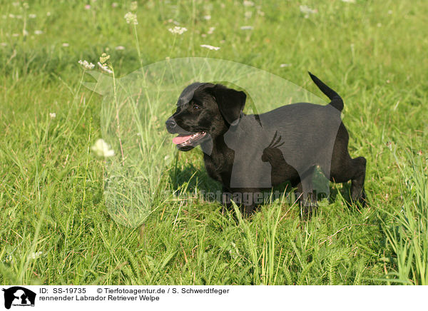 Labrador Retriever Welpe / Labrador Retriever Puppy / SS-19735