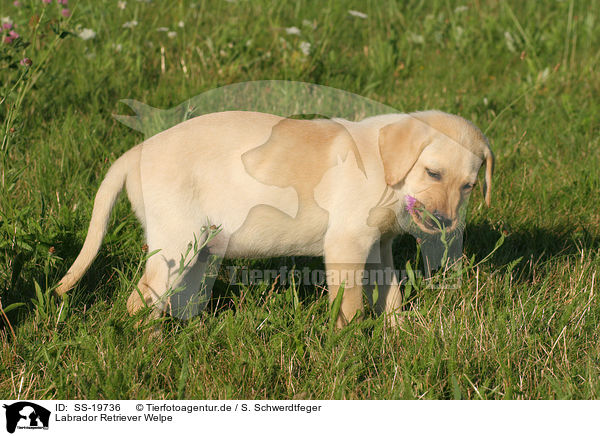 Labrador Retriever Welpe / Labrador Retriever Puppy / SS-19736
