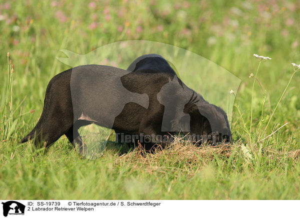 2 Labrador Retriever Welpen / SS-19739