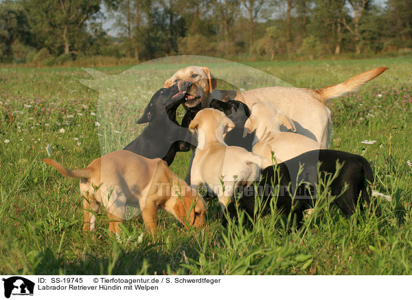 Labrador Retriever Hndin mit Welpen / SS-19745