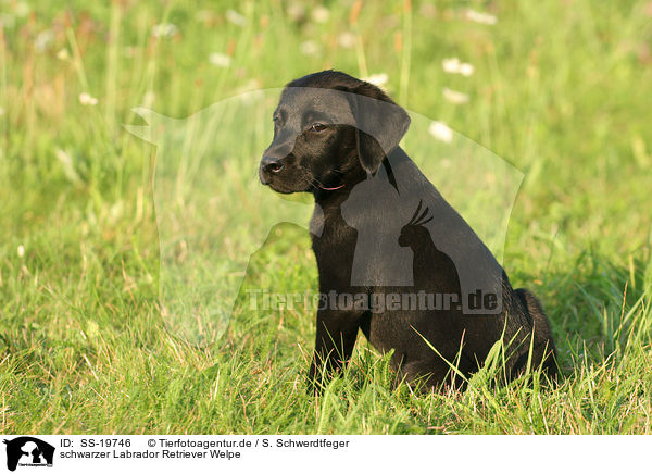 schwarzer Labrador Retriever Welpe / SS-19746