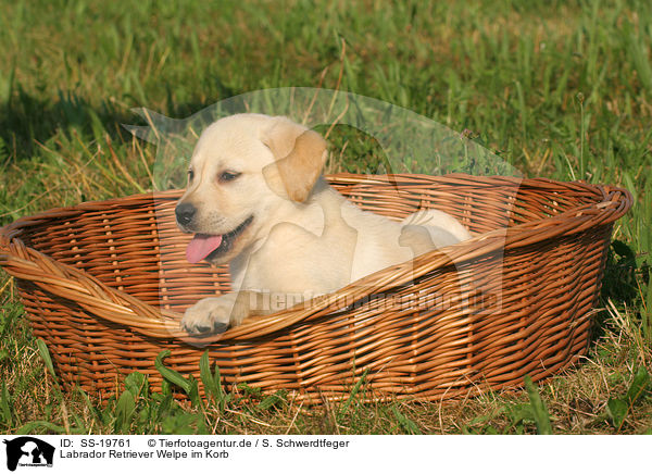 Labrador Retriever Welpe im Korb / SS-19761