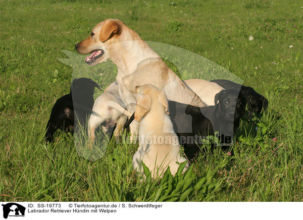 Labrador Retriever Hndin mit Welpen / female Labrador Retriever with puppies / SS-19773