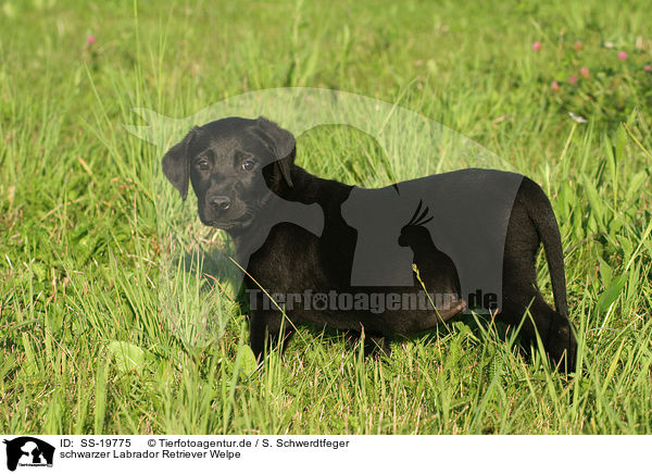 schwarzer Labrador Retriever Welpe / SS-19775