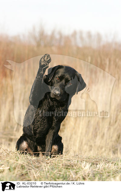 Labrador Retriever gibt Pftchen / Labrador Retriever shows trick / KL-03210