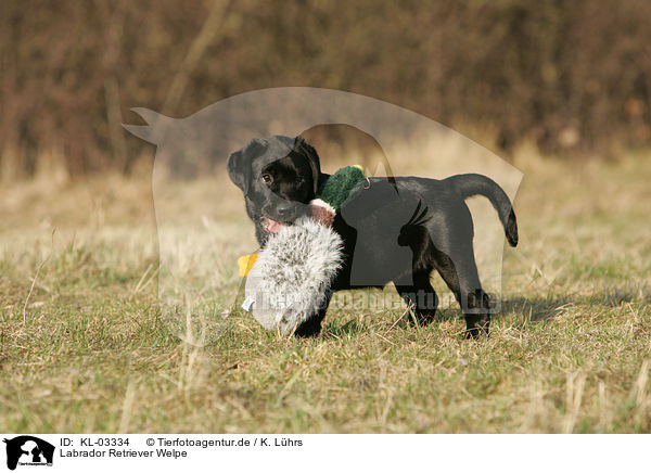Labrador Retriever Welpe / labrador retriever puppy / KL-03334