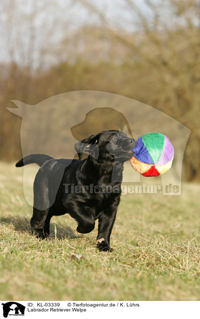 Labrador Retriever Welpe / labrador retriever puppy / KL-03339