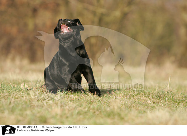 Labrador Retriever Welpe / KL-03341