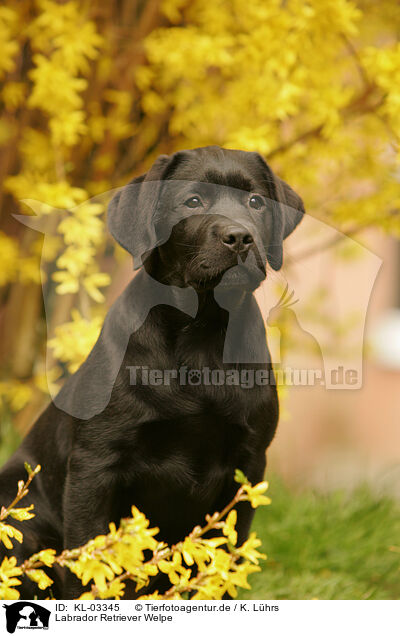 Labrador Retriever Welpe / labrador retriever puppy / KL-03345