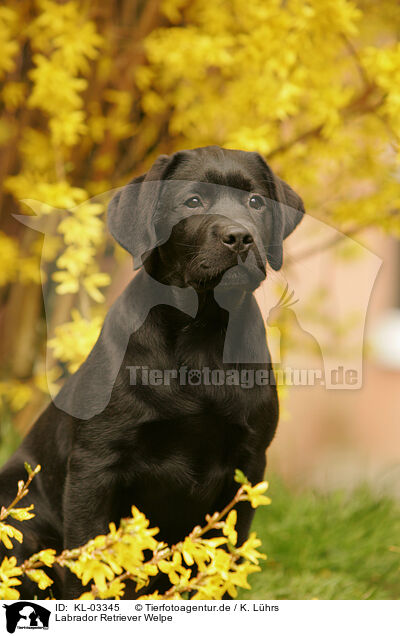 Labrador Retriever Welpe / KL-03345