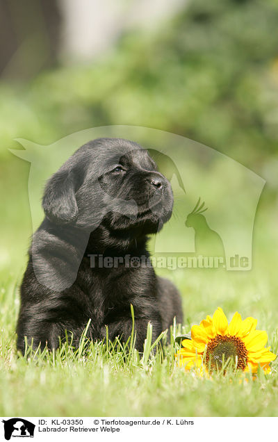 Labrador Retriever Welpe / labrador retriever puppy / KL-03350