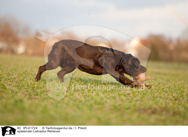 spielender Labrador Retriever / IPI-01724
