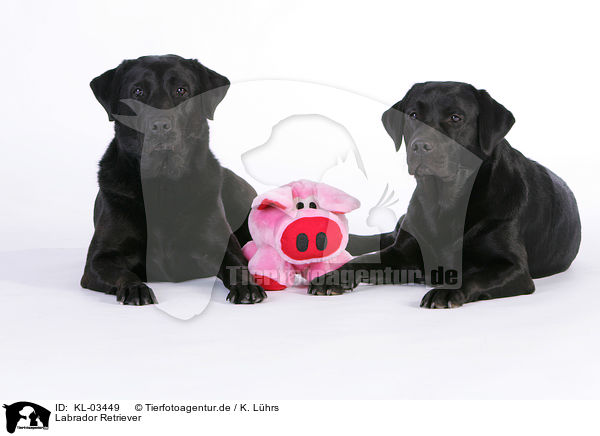 Labrador Retriever / KL-03449