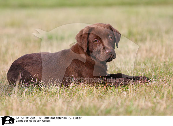 Labrador Retriever Welpe / CR-01299