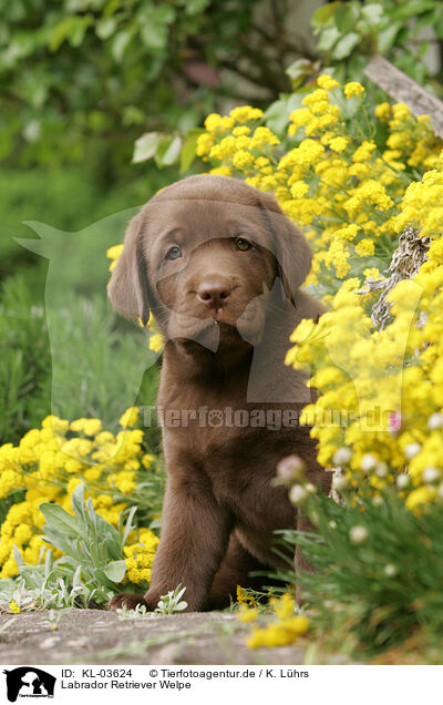 Labrador Retriever Welpe / KL-03624