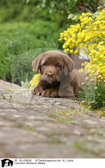 Labrador Retriever Welpe / Labrador Retriever puppy / KL-03628