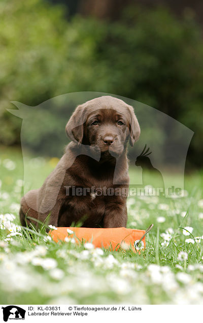 Labrador Retriever Welpe / Labrador Retriever puppy / KL-03631
