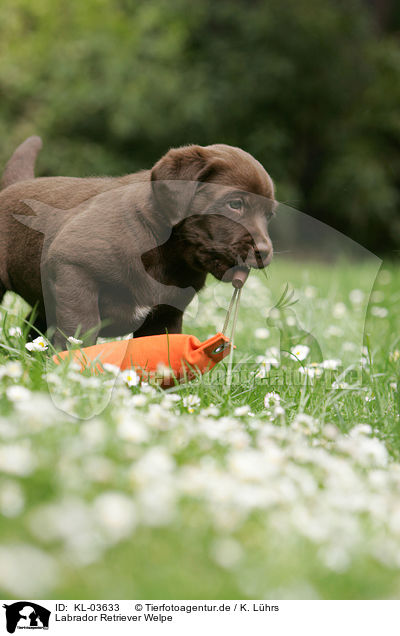 Labrador Retriever Welpe / Labrador Retriever puppy / KL-03633