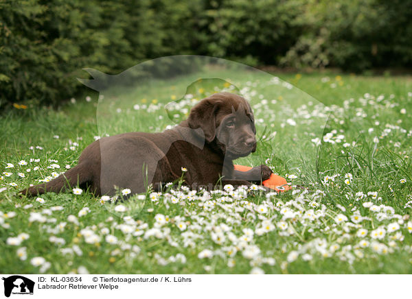 Labrador Retriever Welpe / Labrador Retriever puppy / KL-03634