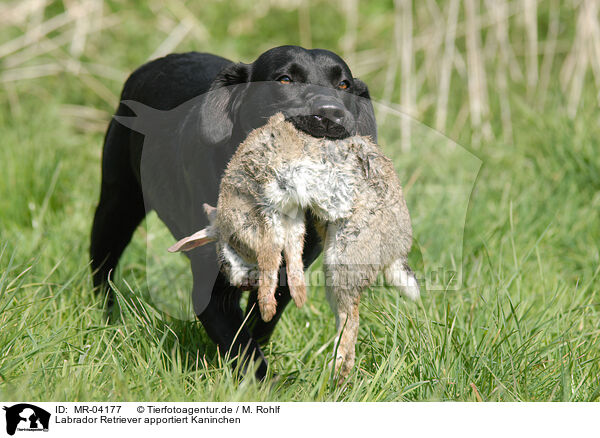 Labrador Retriever apportiert Kaninchen / retrieving Labrador Retriever / MR-04177