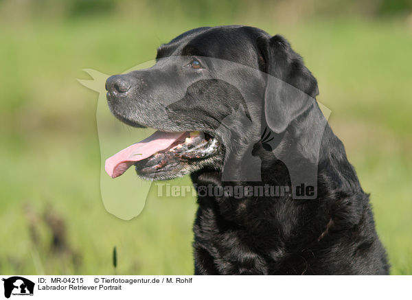 Labrador Retriever Portrait / MR-04215