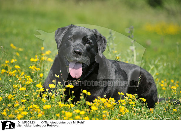 alter, dicker Labrador Retriever / MR-04231