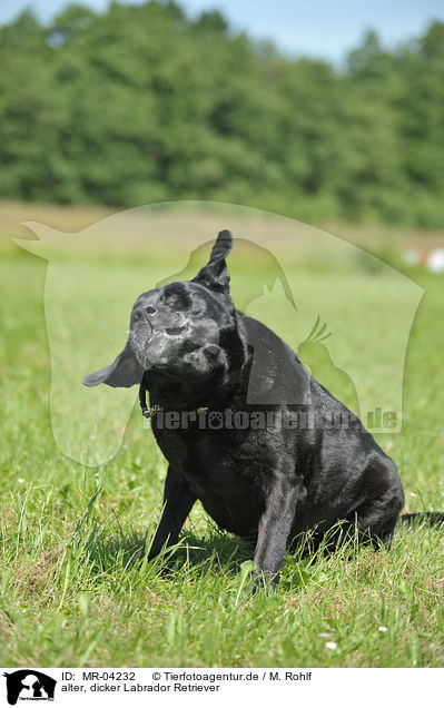 alter, dicker Labrador Retriever / old, fat Labrador Retriever / MR-04232