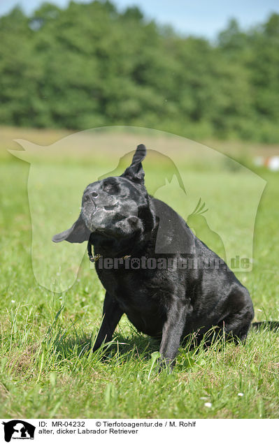 alter, dicker Labrador Retriever / MR-04232