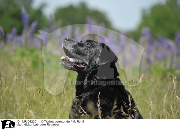 alter, dicker Labrador Retriever / old, fat Labrador Retriever / MR-04236