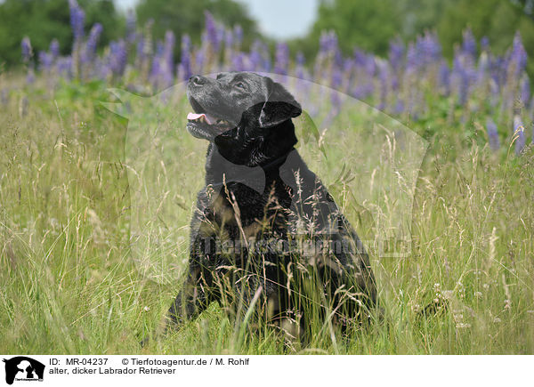 alter, dicker Labrador Retriever / old, fat Labrador Retriever / MR-04237