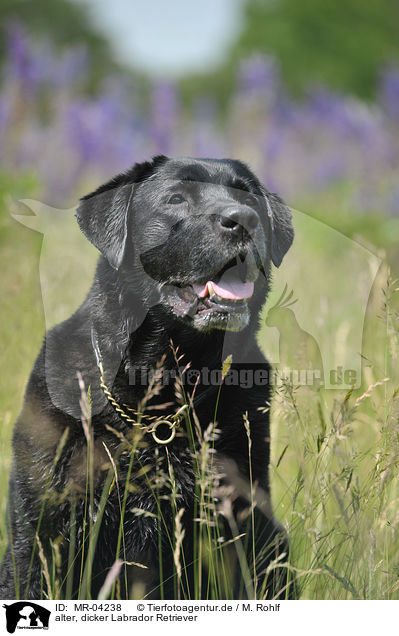 alter, dicker Labrador Retriever / MR-04238