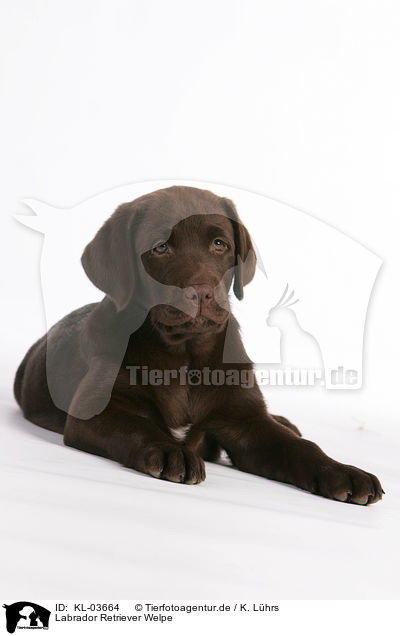 Labrador Retriever Welpe / Labrador Retriever Puppy / KL-03664