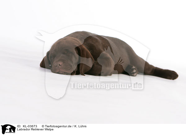 Labrador Retriever Welpe / Labrador Retriever Puppy / KL-03673