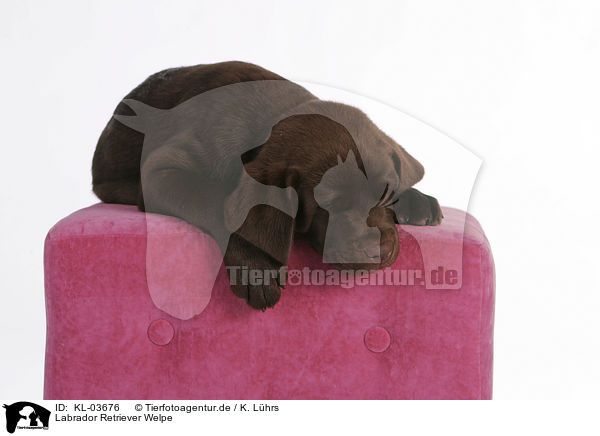 Labrador Retriever Welpe / Labrador Retriever Puppy / KL-03676