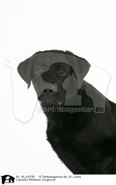 Labrador Retriever Junghund / KL-03795