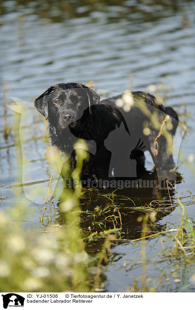 badender Labrador Retriever / YJ-01506