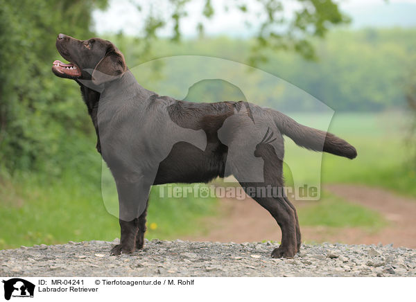 Labrador Retriever / Labrador Retriever / MR-04241