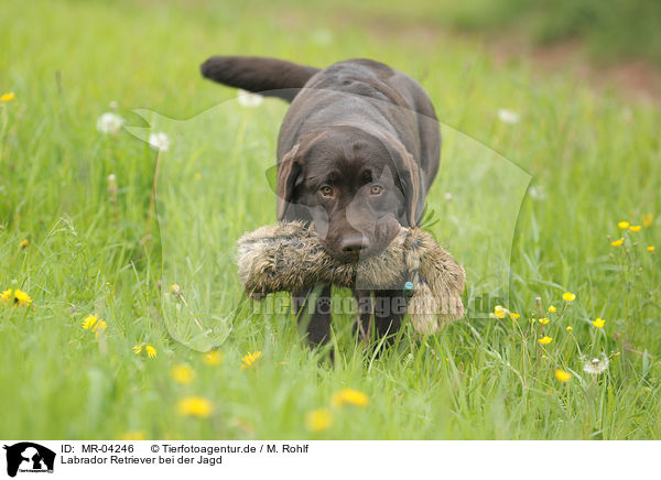 Labrador Retriever bei der Jagd / hunting with Labrador Retriever / MR-04246