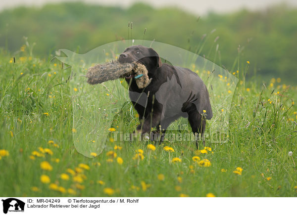Labrador Retriever bei der Jagd / hunting with Labrador Retriever / MR-04249