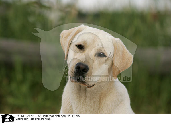 Labrador Retriever Portrait / Labrador Retriever Portrait / KL-03952