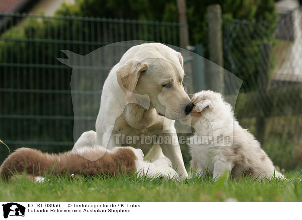 Labrador Retriever und Australian Shepherd / Labrador Retriever and Australian Shepherd / KL-03956