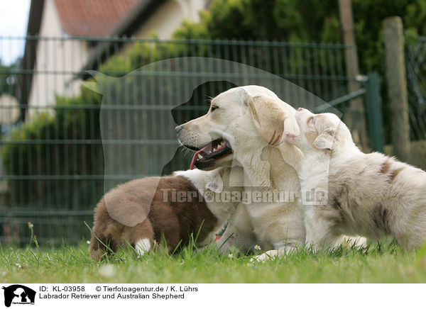 Labrador Retriever und Australian Shepherd / Labrador Retriever and Australian Shepherd / KL-03958