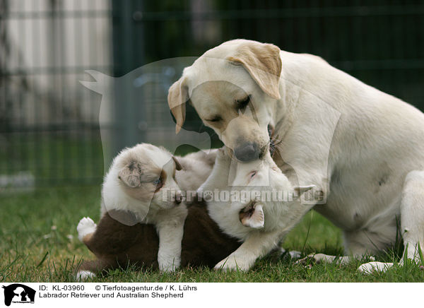 Labrador Retriever und Australian Shepherd / Labrador Retriever and Australian Shepherd / KL-03960