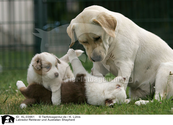 Labrador Retriever und Australian Shepherd / Labrador Retriever and Australian Shepherd / KL-03961