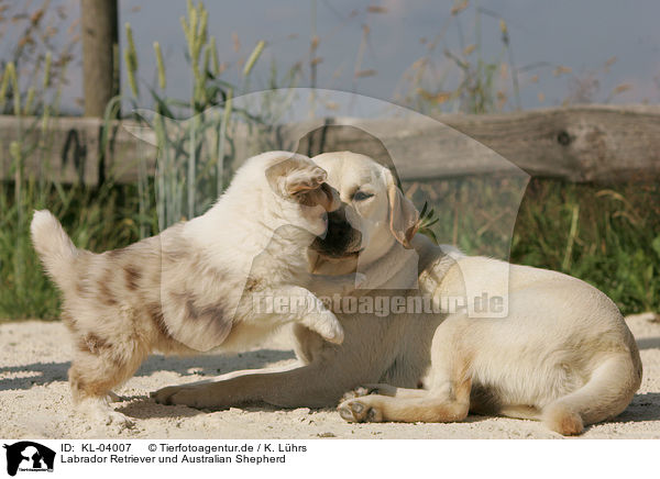 Labrador Retriever und Australian Shepherd / KL-04007